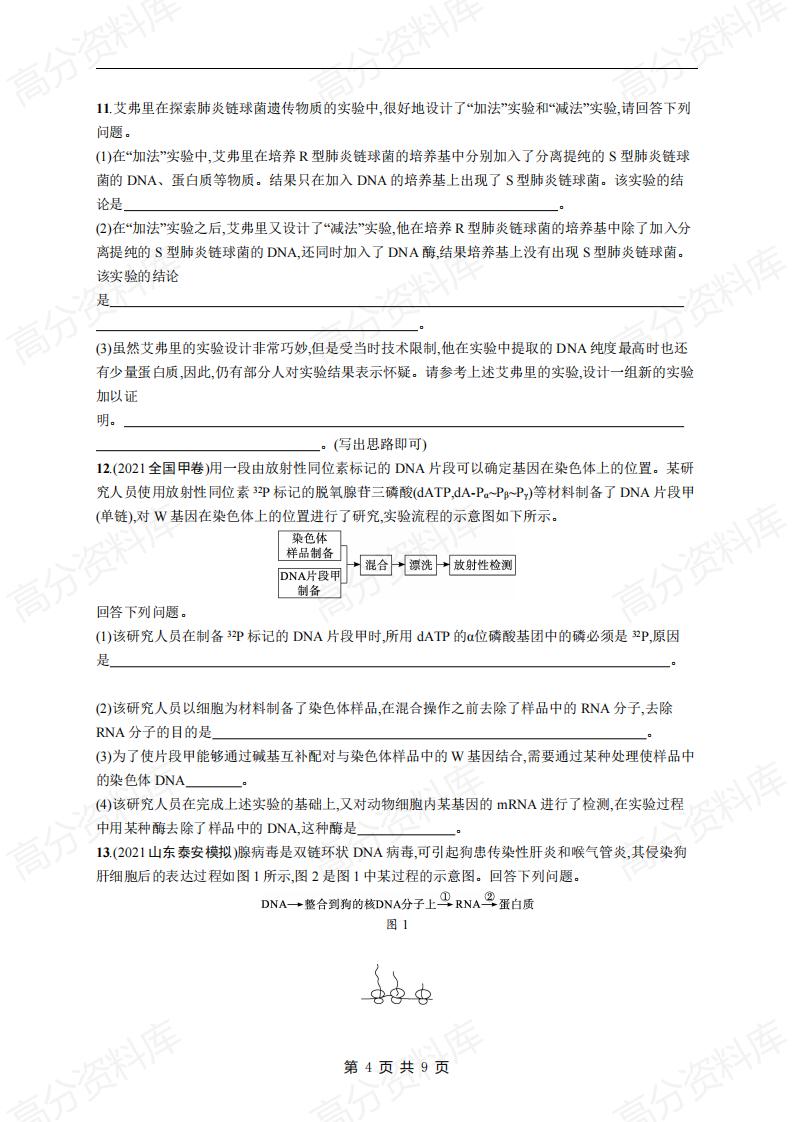 高中生物-高考生物复习《遗传的分子基础》专项练习及答案插图高中生物3