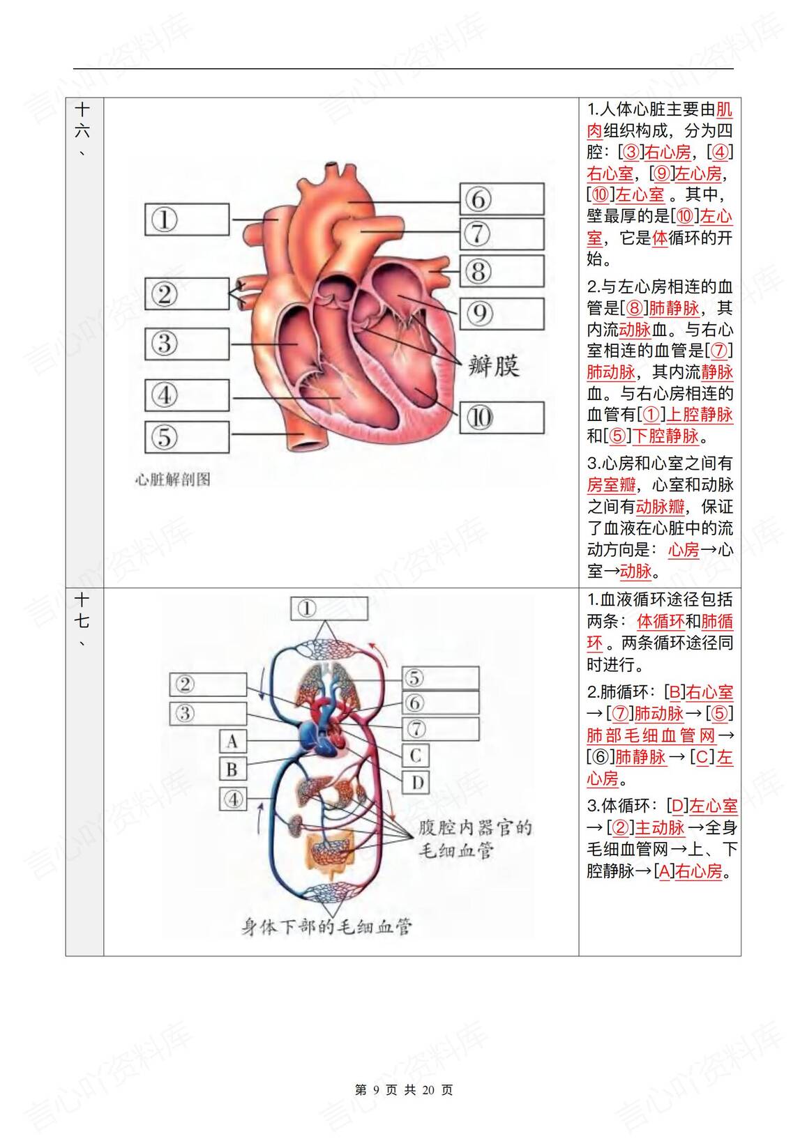 初中生物-2025会考复习知识彩图笔记插图初中生物4