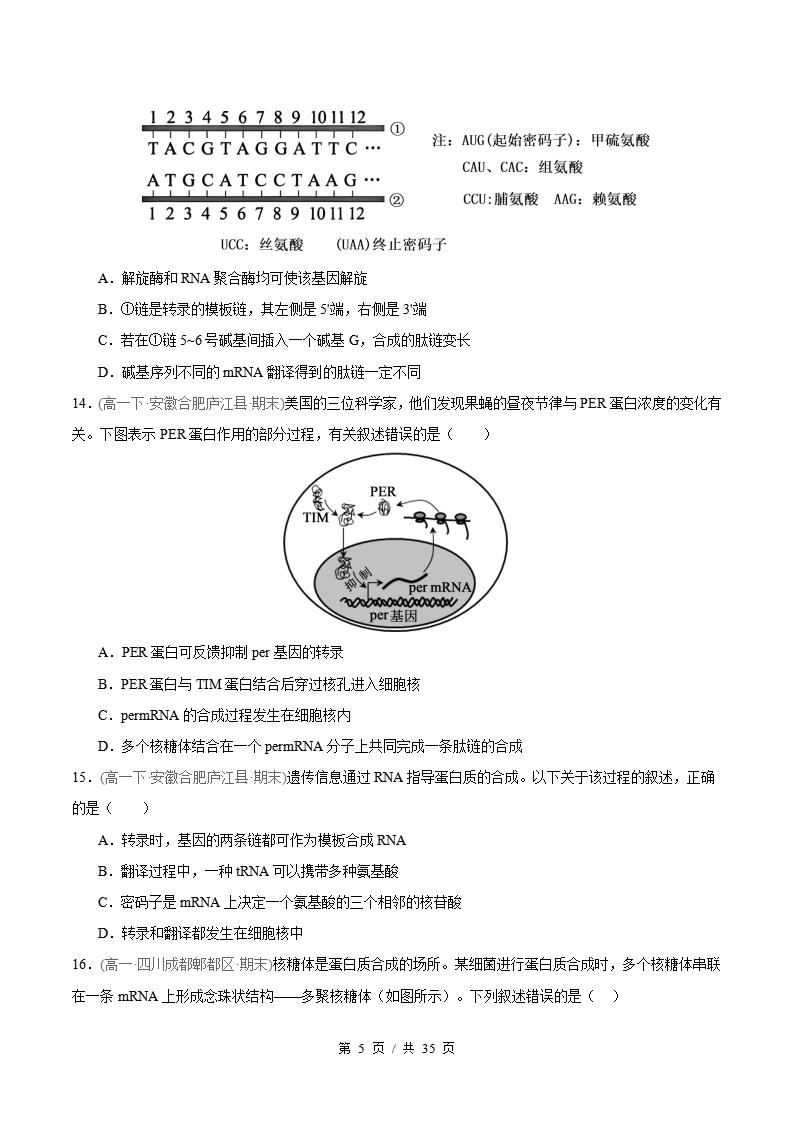 生物-高1下学期末真题汇编 专题04 基因的表达原卷试卷答案解析题型考点考试复习插图真题汇编专项4